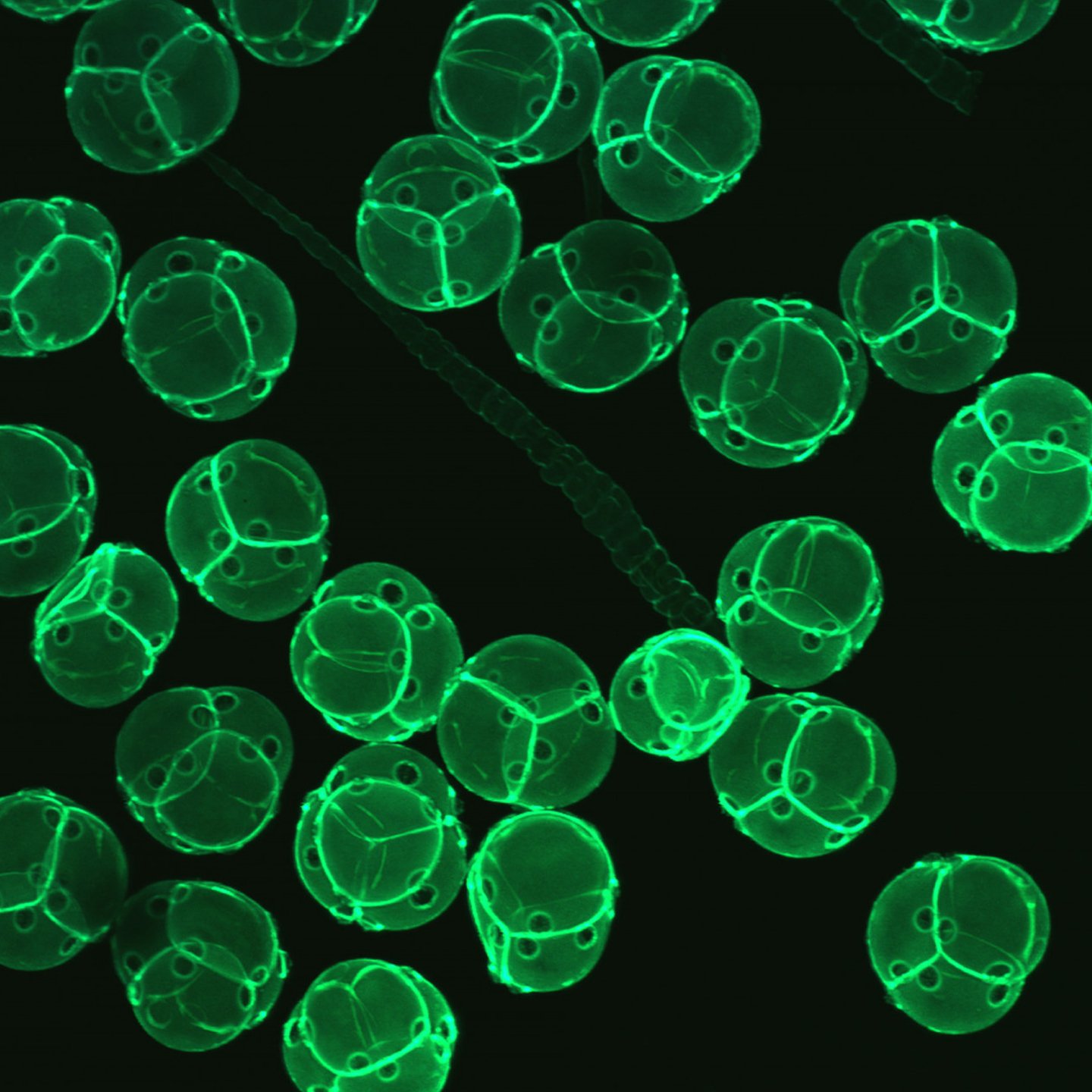 <small>Microscopia de Fluorescência:</small> A Magia que Revela o Invisível