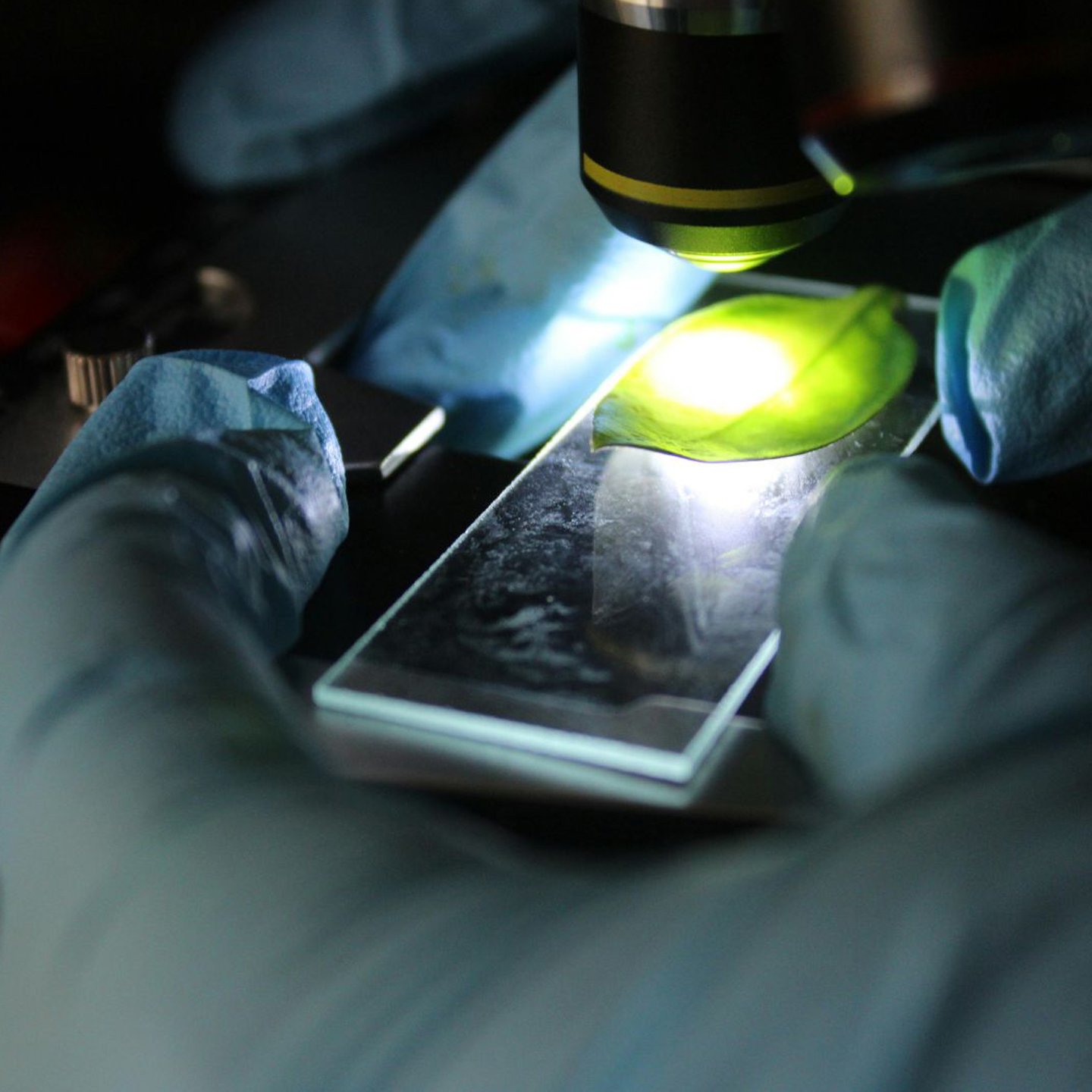 <small>Por que Microscópios Criam Fungos</small> Mesmo em Ambientes Limpos