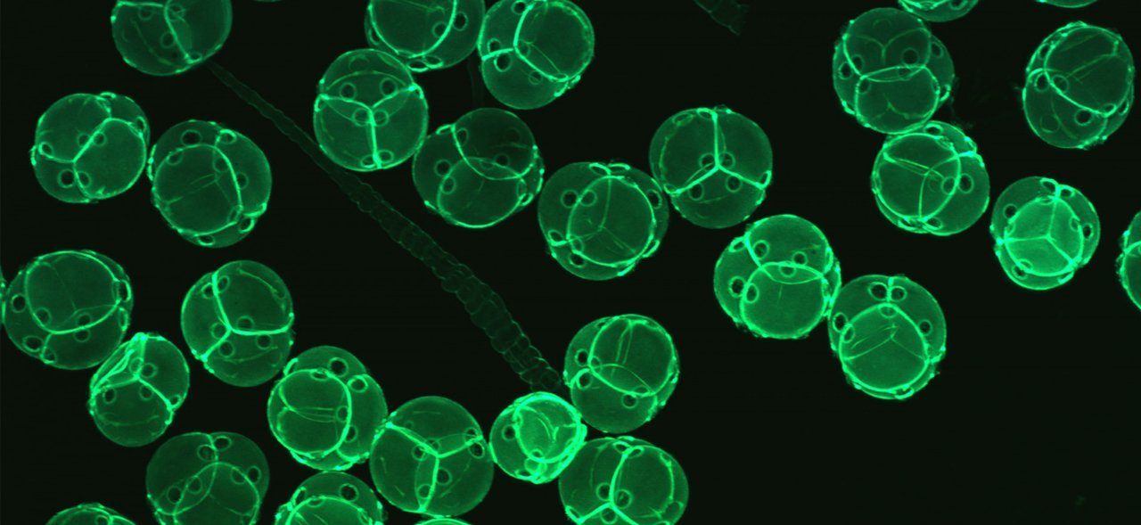 microscopia de fluorescência