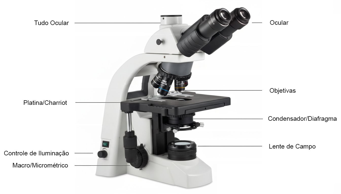 Conhecendo o Microscópio